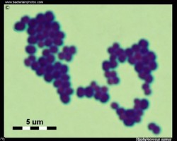 arrangement of Gram-positive staphylococci in clusters